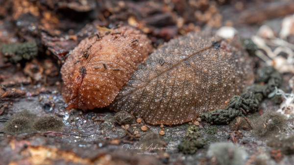 A photograph of a pair of slugs, which have veins on their bodies that resemble the veins of leaves.