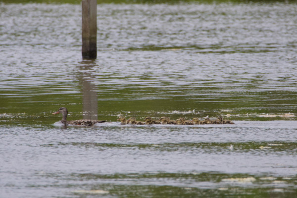 A female gadwall leads her fleet of ten very new downy ducklings through the green water of a marshy lake. She is a slim elegant duck with orange-lined bill, subtly smoky eyestripe, and brown feathers that mostly look like a female mallard’s. There’s a jauntiness to her folded wingtips, however, and a patch of cinnamon on her side that mallards simply don’t have.  Her babies look much like new downy mallards, but the soft yellow of their faces is lighter, and the brown eyestripe and cheek dot are thinner and less decided. They also have sweetly orange little bills, and less brown on top of their tiny soft heads. They are almost following her in pairs, but they are so new and in such a hurry that they are all crowded up almost on top of each other, and any strict organization in rows has falllen away in favor of keeping up with Mum!