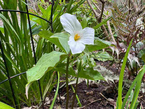 A bright white three-petaled flower with a bright yellow center. The green leaves are two or three times the length of the petals and about the same width. There is a second stem to the right of the one with the flower, and it has a white bud on it. Surrounding green foliage from daffodils and lilies. 