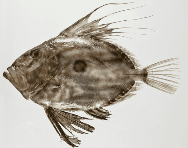 A John Dory Fish (Zeus faber).