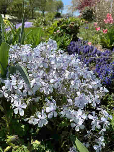 A garden with blooming flowers, including prominent light purple phlox, with a variety of plants and colors in the background on a sunny day.