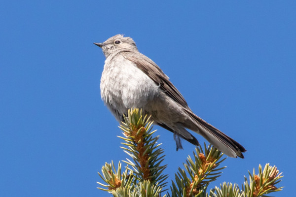 A Townsend’s Solitaire bird perched at the top of a pine tree.