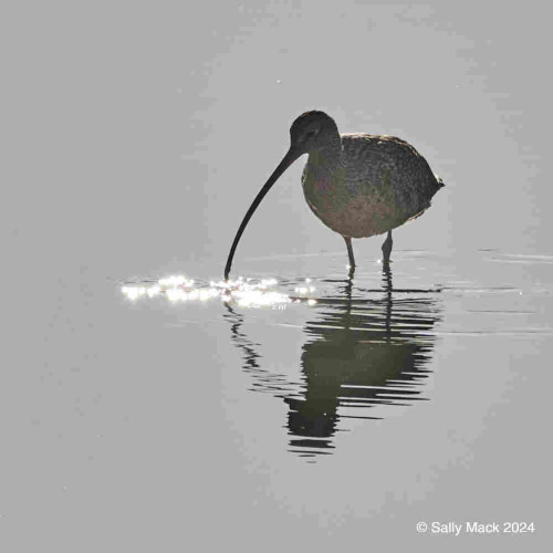 Color photo of a long-billed curlew and reflection standing in shallow water. The long, curved bill touches the sparkling water. Colors are muted, the bird is brown and in shadow so appears slightly mottled. Background is smooth grayish-blue.