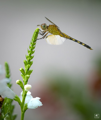 Color photo of a dragonfly in profile, perched on the tip of a plant’s flower spike.