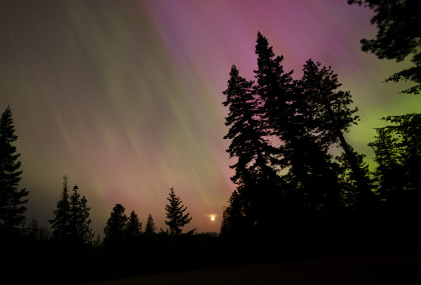 A purple/yellow/green pastel sky, with a setting crescent moon visible low on the horizon. Some stars are visible through the aurora. Shadowed trees are in the foreground.