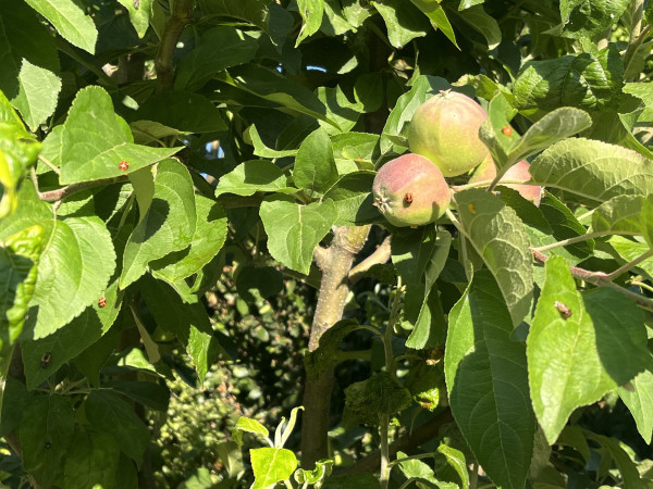 At least six ladybugs and various stages of hatching on a growing apple and surrounding leaves