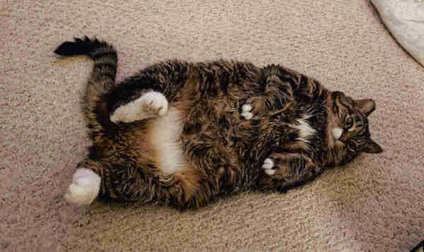 A grey, white, brown, and black geriatric female tabby cat. She is sprawled belly up on a berber carpet in tan. 