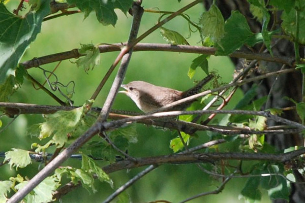 A small brownish bird is perched in sunlight on a grapevine,  Other grapevines and grape leaves surround the bird.