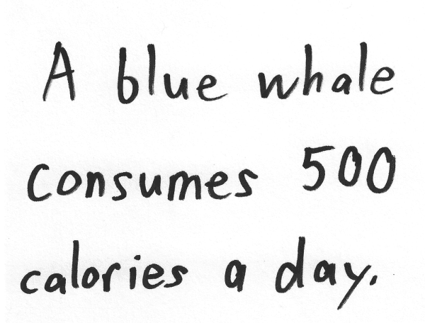 A blue whale consumes 500 calories a day.