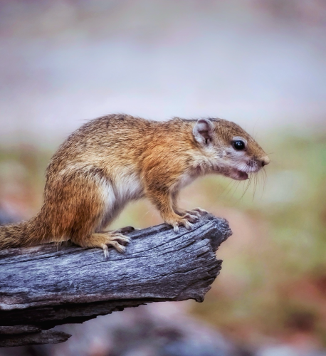 A cute little African bush squirrel pauses on piece of dead tree before he sends out an alert to the other animals of impending danger. The little bush squirrel is natures alarm on the Okavango Delta