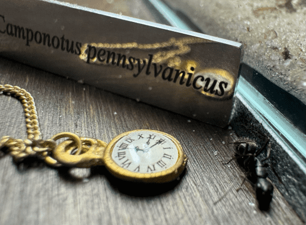 An ant next to an engraved plaque that says Camponotus pennsylvanicus there is also a doll house sized pocket watch. 