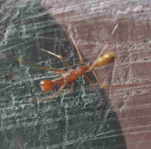 A jumping spider Myrmaplata plataleoides mimicking the Weaver ants Oecophylla smaragdina