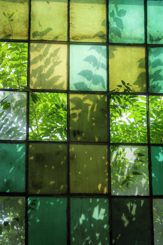 Vertical image of window with multiple panes of various color glass, clear, green and brown, with pattern of leaves from overgrown shrubs pressing against the outside. 