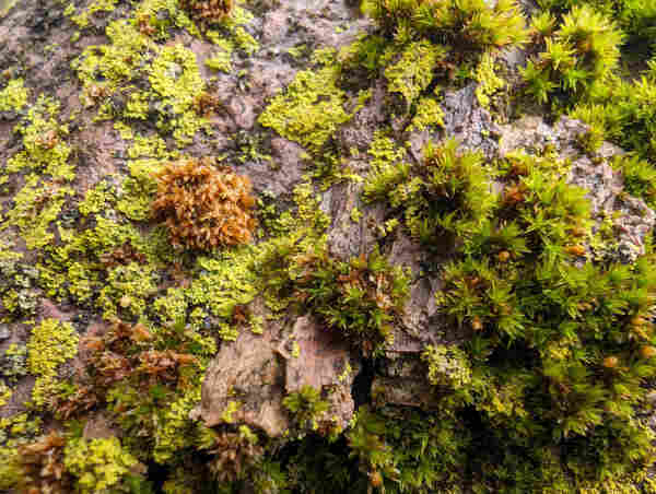 A close up of moss on a rock. Most of the moss is green but there's a patch of brown that is probably not moss but I don't know what it is. 