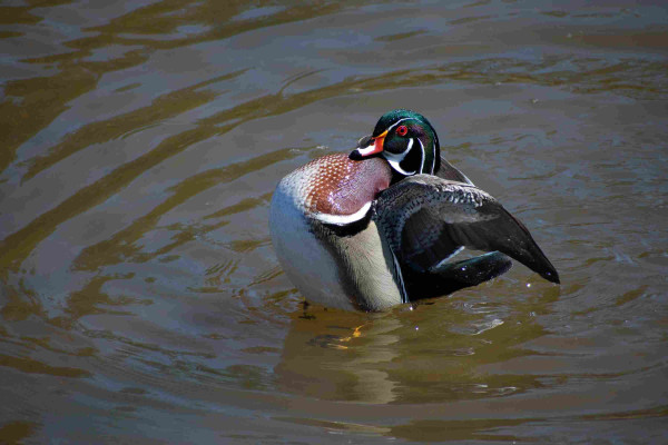 Wood Duck in brown water,  wings back, chest up out of the water preparing for a round of wing flapping. Duck has a green top of the head, black and white on the side, brown chest that fades to white. Brut red eye with dark orange and white bill.
