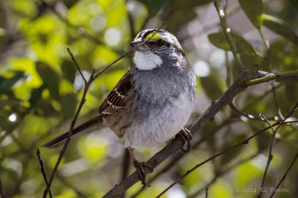 A white-throated sparrow with a thin, dead twig crossing its face.