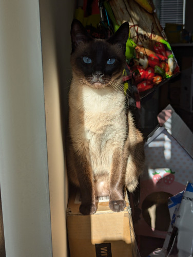 A siamese cat sitting on a large narrow box leaned up against a wall. The light from a nearby window shines bright afternoon sun on her chest and lower jaw, leaving the rest of her in dark shadow, and giving the image contrasting lighting similar to spy thrillers or film noir. She looks intensely at the camera, with bright blue eyes that cut through the shadows.