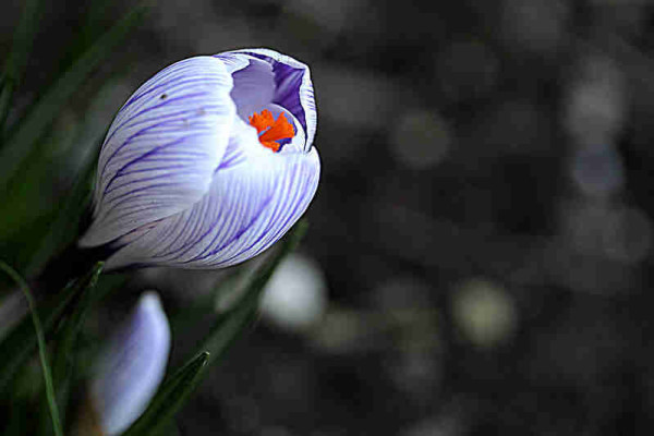 Off centered to the left. a purple-stripped crocus is starting to bloom and we can see the orange anthers peeking out. The background is blurred darkened foliage.