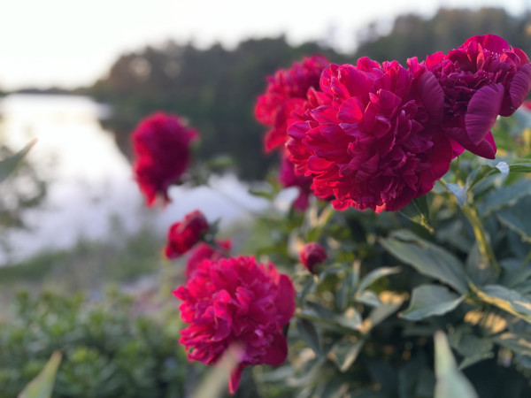 Close-up of red peonies with a blurred background showing a lake and trees at sunset.