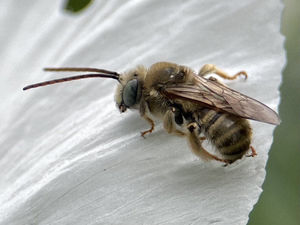 A fuzzy bee resting in profile on a large crinkled white petal. The bee has long antenna and mosaic like green eyes. 