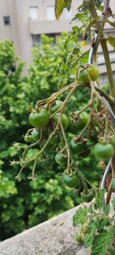 large number of cherry tomatoes on one branch.