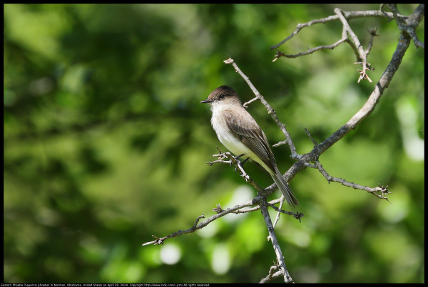 An Eastern Phoebe (Sayornis phoebe) was standing on a twig looking for insects to eat in Norman, Oklahoma, United States on April 29, 2024.