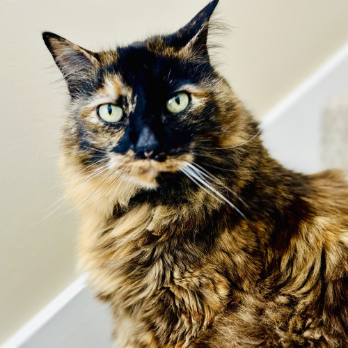 A large tortie cat