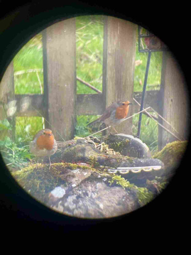 Two robins stood in front of a picket fence by an old pair of running shoes. 