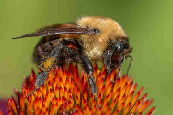 Closeup image of a bumblebee atop the center of a purple coneflower. The bee is facing right with one eye visible. Purple coneflowers have purple petals that radiate from a center containing tricolor florets. Only the flower's florets are visible and each floret is green at the base, orange in the center, and deep red at the tip. This species of bumblebee (likely the brown-belted species) has a black abdomen covered in fine, black hairs, a "belt" of brownish hairs where the abdomen meets the thorax, a thorax covered in fine, yellow hairs, a black head covered in brown-black hairs, two large compound eyes and three, small simple eyes, two short antennae, large mandibles and pointed proboscis, and six legs with long hairs on the hind legs used to store gathered pollen. 