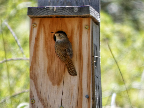Photo of a caramel- and-honey-colored wooden nesting box standing in soft shade against a soft focus of sunny green melic grasses and low bushes in the background. Perched in left-facing profile against the front wall of the nesting box, clinging to the cut circle of the entrance, is a tiny, pretty little songbird with a grey face and a wonderfully speckled and barred brown back and wings, the likewise speckled tail resting pertly down and flat like the tail of a miniature hawk. The little bird, a house wren, is looking up and away towards the shading trees (off camera), eir eye a small, black button and eir gold-brown beak a near match for the warm tones of the nesting box, out of which the sounds of even smaller birds (baby wrens) can be heard buzzing if we listen closely enough. The wren looks like a young parent taking a moment to reflect on the morning's work before ducking back inside the house.