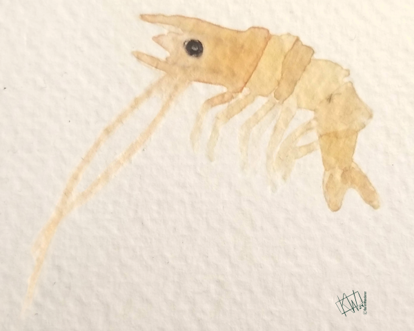 Watercolor shrimp, off on an adventure.