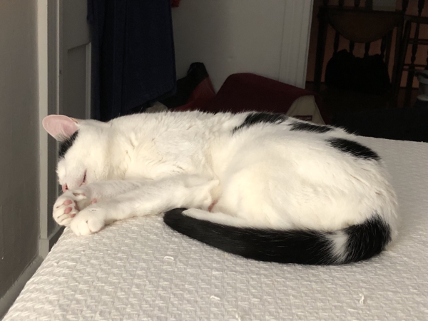 A mostly white cat napping on his side on a bed. He’s got a black tail, three black spots on his side, and a black spot on his head.