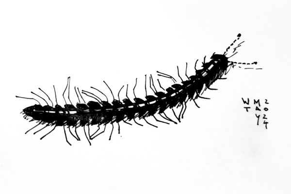 Ink sketch of a centipede. 