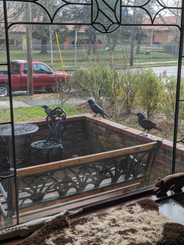 Three crows perched on the patio wall outside of our living room window. The fourth crow is more cautious and hangs back until the dried worms have been delivered.