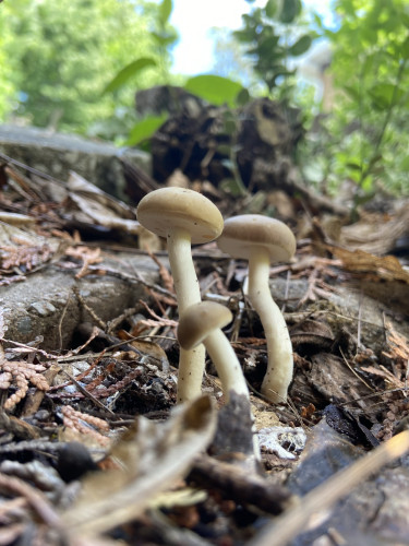 Three mushrooms surrounded by cedar and other leaf debris. They have beige stalks and dark beige caps. They don't appear to have gills. The back left one is tallest, and the back right one is also pretty tall, and the one in front is much shorter and is leaning to the left. It looks like a little kid with two parents. 