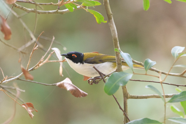 A small bird with a white body, black upper head and beak, and olive wings and tail, and a red brow, perched on a small branch, facing left. 
