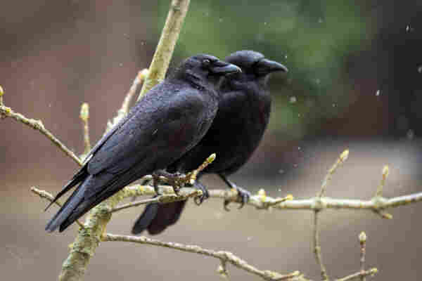 A photo of two American crows perched next to each other on a branch in a light rain.