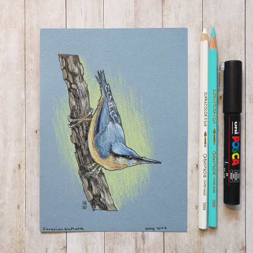 Original drawing - Eurasian Nuthatch Bird
A colour drawing of a Eurasian Nuthatch bird.  A little blue and cream bird hanging from a branch. 
Materials: colour pencil, mixed media, acid free blue pastel paper
Width: 5 inches
Height: 7 inches