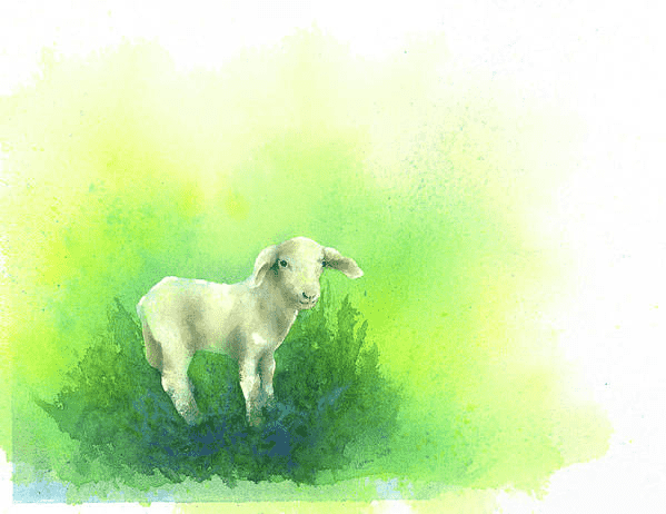 Cute little lamb is a watercolor painting in horizontal format painted by artist Karen Kaspar. A cute little lamb in standing in the green grass and is looking curiously at you. The background is abstracted in shades of white, yellow and green.