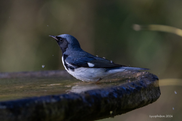 "Black-throated Blue Warblers are small, well-proportioned birds with sharp, pointed bills. Compared with other warblers, they are fairly large and plump. Males are midnight blue above and white below with black on the throat, face, and sides. Females are plain grayish olive overall, although some individuals have blue tints on the wings and tail. Both sexes have a characteristic small white square on the wing, sometimes called a “pocket handkerchief.” (AllAboutBirds).