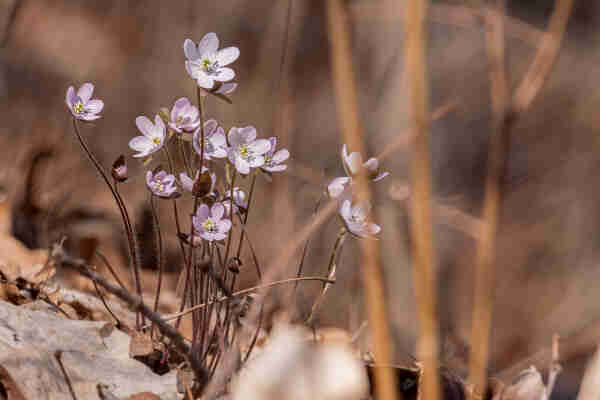 Image of a small group of common hepatica flowers among brown fallen leaves and brown vegetation. The flower are at the end on long, dark brownish purlple stems that seem to be extending from the same plant. The plants sepals are also dark brown-purple. Common hepatica flowers have lobed, pale purple-pink petals that radiate from a center filled with white stamens with white anthers and a green pistil.