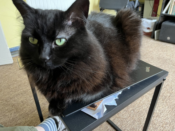 A black fluffy cat is being a loaf on top of a closed black Thinkpad laptop on a small black table. She is staring ahead.