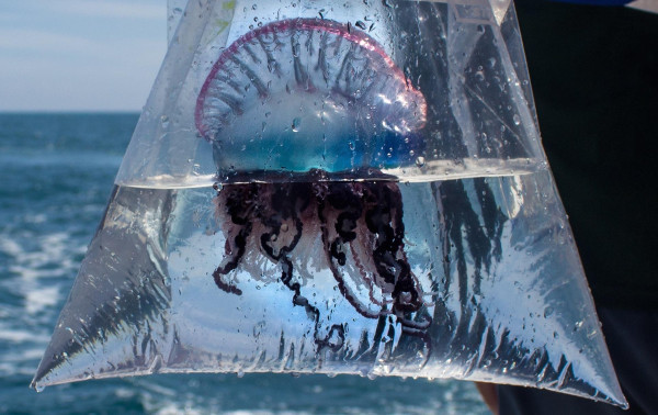 Weird looking jellyfish