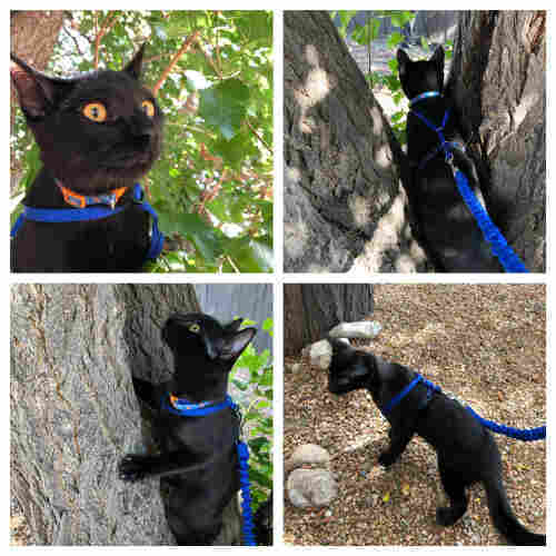 Four pictures of a black cat on a blue leash, from top left, clockwise:
1. the black cat stares to the right with his head in a tree’s leaves
2. the black cat looks between the a tree trunk’s dividing branches
3. the black cat walks along the gravelly ground
4. the black cat looks upward while climbing the tree
