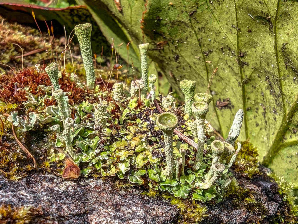 Macro view of trumpet lichen (Cladonia)