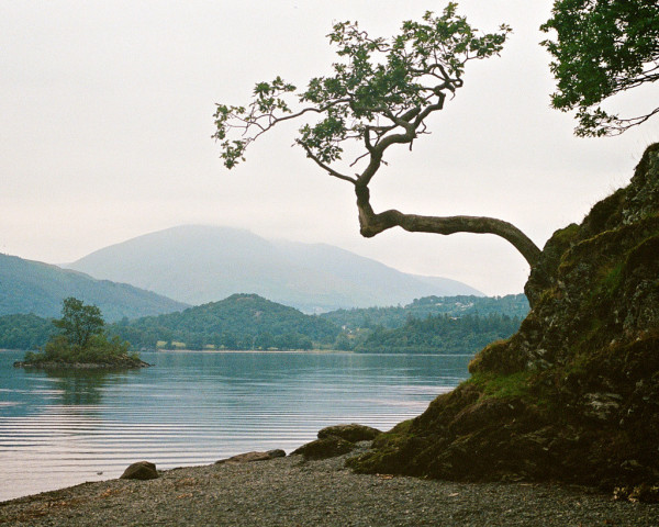 A tree grows out of a small cliff beside Derwentwater in the Lake District. The trunk grows almost horizontally before a sudden change to vertical, where there are a few branches and leaves. Below is a shingly beach. Across the lake is a small island; beyond that are hazy hills. Taken with a Pentax LX on Portra 400, contributing to the pastel tones.