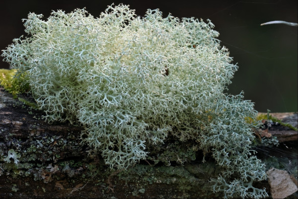 Closeup of a large-looking clump of finely branched pale grey lichen on an old fence beam, with a few scattered clumps of other lichen and moss dotted around