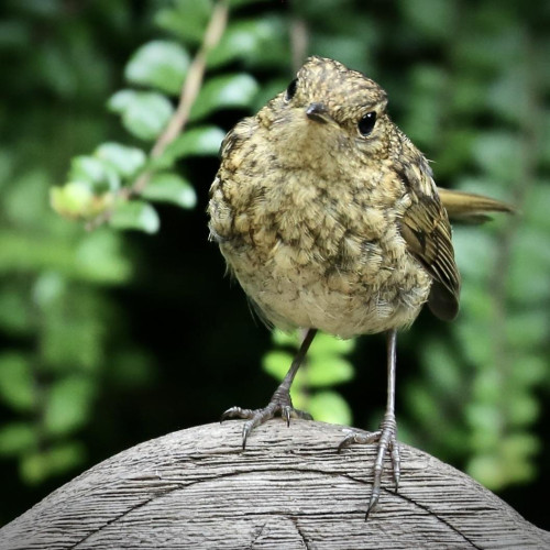 Photo of a baby robin sitting on top of a chair and looking quizzically at the photographer. 