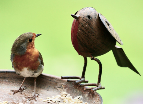 Photo of a Robin sitting in a fancy seed tray looking at the sculpture of a metal Robin.
The metal Robin is slightly larger but can be identified as such.
The real Robin is intrigued by the fake Robin.
Funny
