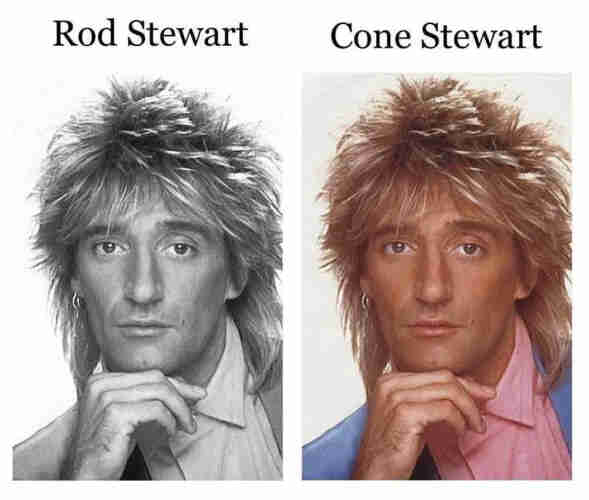 black and white image of rod stewart, labelled: Rod Stewart

color image of rod stewart labelled: Cone Stewart